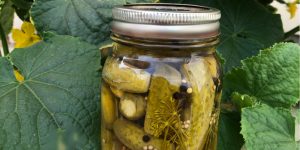 German Dill Pickles Recipe
